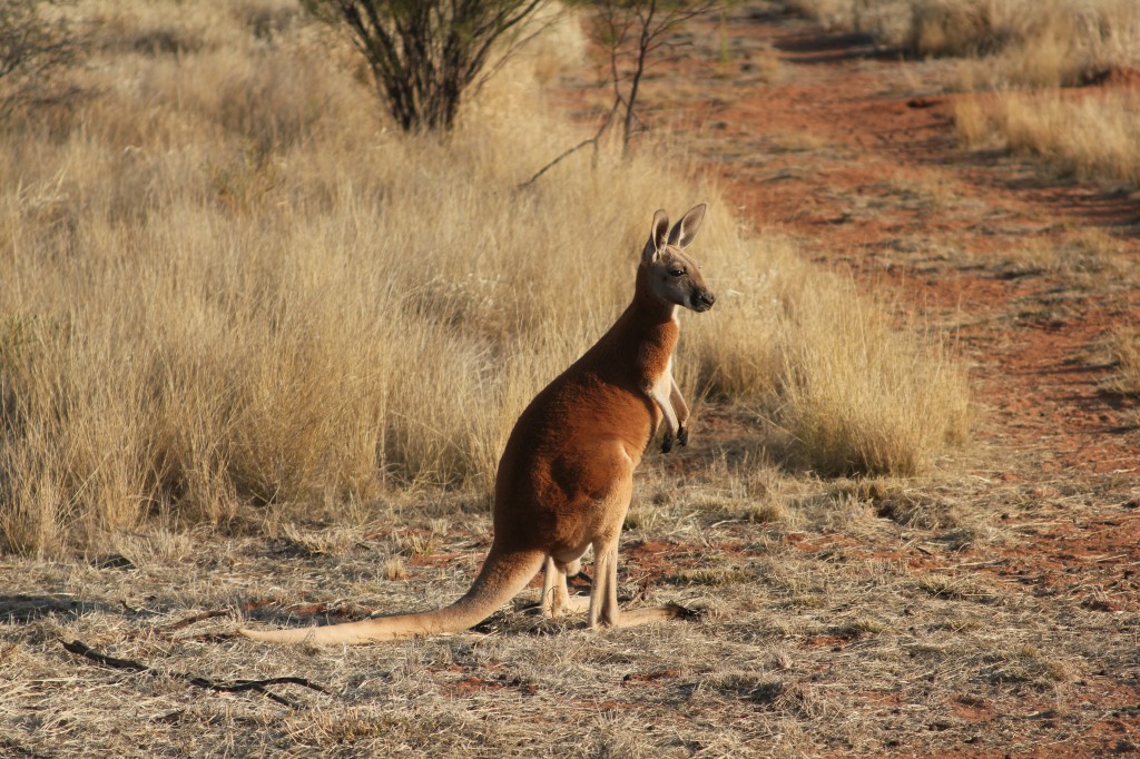 Kangoeroe-farm bij Alice Springs.