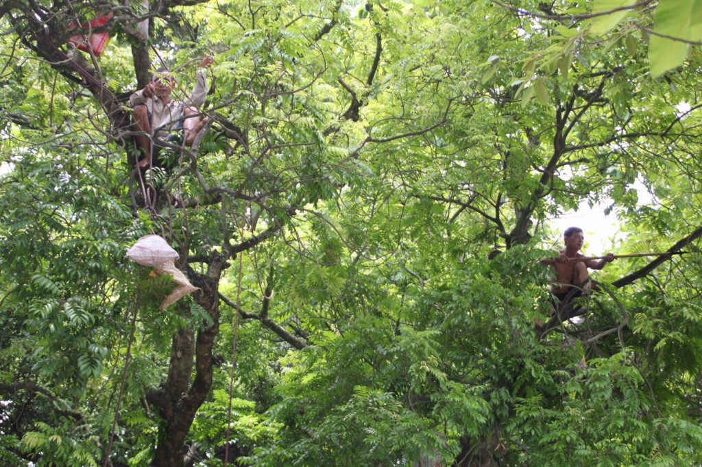 Hoog in de bomen op zoek naar vruchten